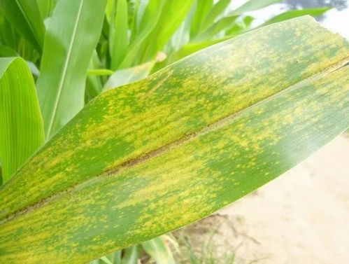 玉米褐斑病，真头疼啊！