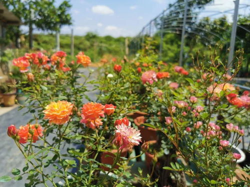初涉花海， 从失败中学习