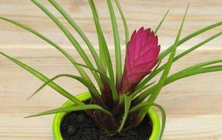 夏季高温养护：避免烈日灼伤