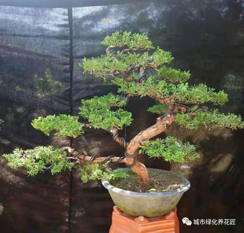 盆景修剪后如何快速促进伤口愈合