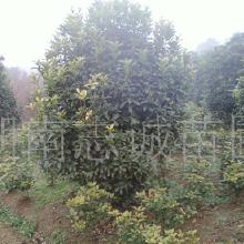 先说长沙苗木发布价