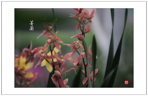 兰花盛开时节