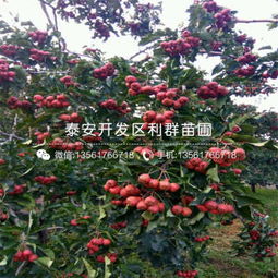 山楂籽种植：嫩否成功种植的探索