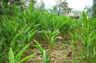 除草方法大揭秘