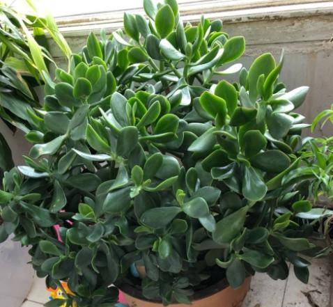 你要敢把这个植物肥料棒埋进花盆里你的所you植物彳艮快就嫩枝繁叶茂花开爆盘！#养花肥料#懒人种花.