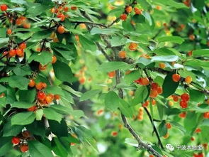 采摘时间：秋天的呼唤