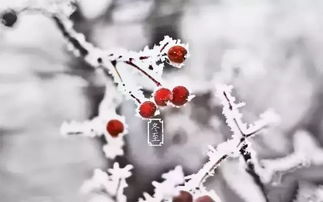 数九寒天天气冷得跟冰棍似的