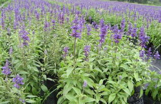 那些花花绿绿的是啥品种呢?