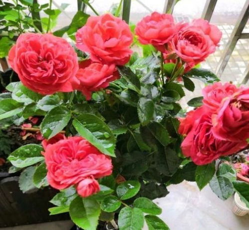 适合在哪些气候条件下种植？