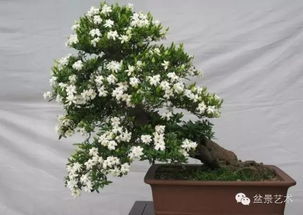 第二步：种植栀子花