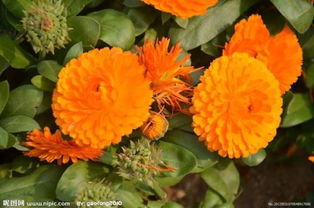 金盏菊， 光周期调控开花