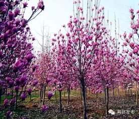 第五种， 望春玉兰