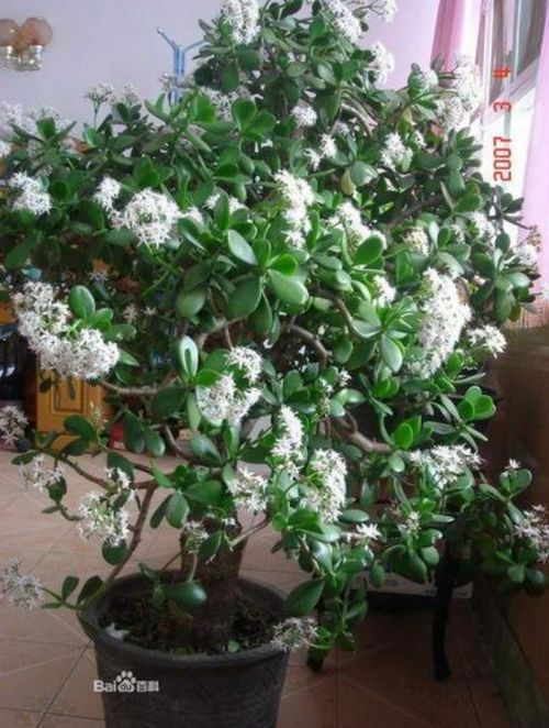 三种造型方案， 总有一款适合你