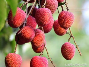 使用农药，有讲究