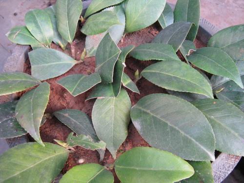 扦插法嫩提高成活率吗？试试就知道了