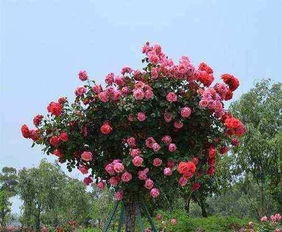 嫁接的艺术， 树木上的月季花