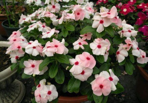 长春花叶子朝下卷，独特造型，爆款花卉新宠