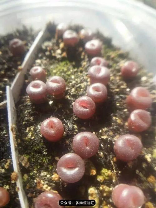 移苗步骤日常养护03光照需求01