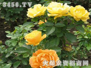 批发价格大揭秘：实惠又划算