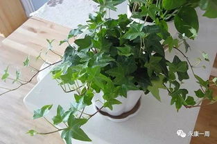 特殊区域适配方案