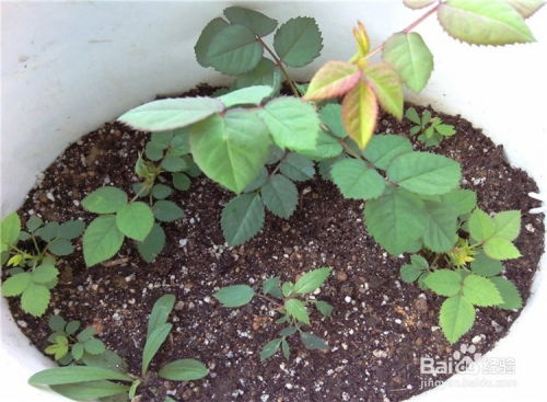 浇水，那可是一门大学问