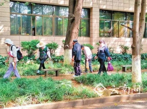 大型树种：小心选择， 避免影响