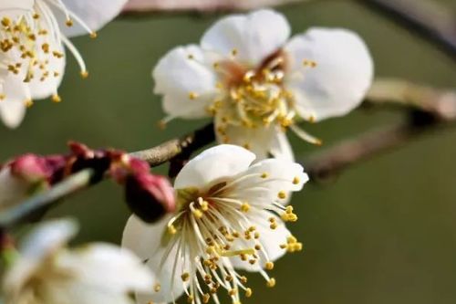 连翘， 春风吹又生的生命力