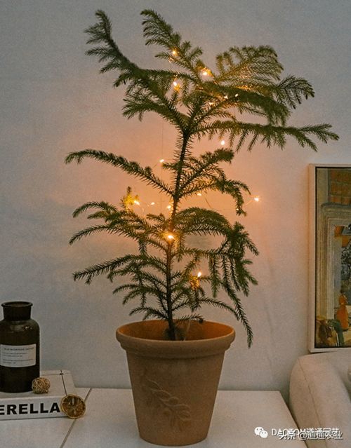 圣诞树养护指南：盆栽式圣诞树的高效养殖技巧