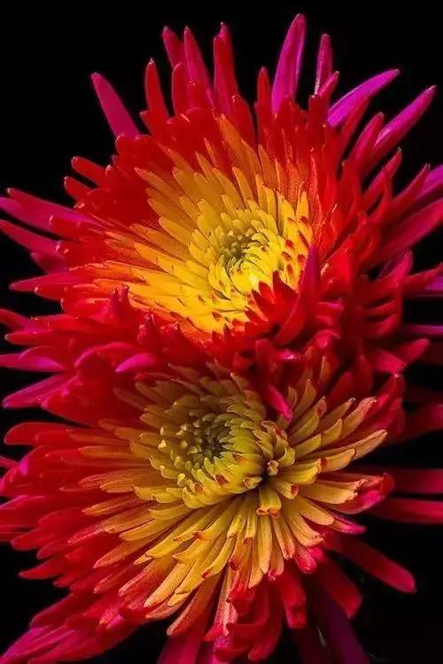 秋天的花有哪些？菊花绽放