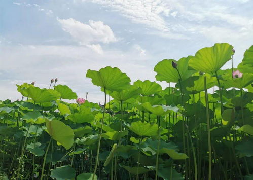 自然环境下种子自己传播