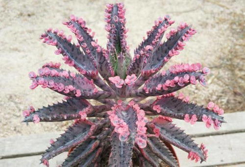 长寿花剪枝，前半部分嵌入“花开富贵”