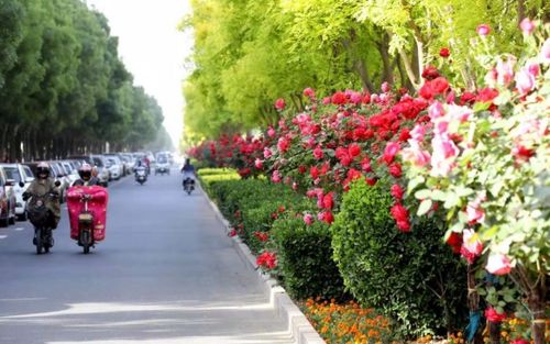 月季树取苗土球的大小之谜