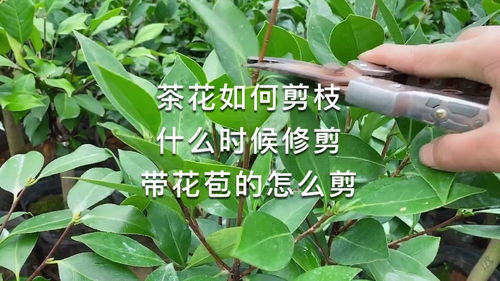 刚种植的幼苗期，剪枝助成长