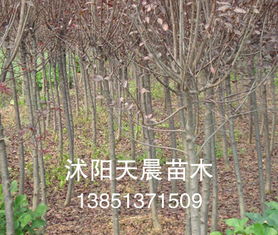 如何把“载”字写好