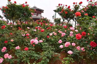 月季树的价格之谜