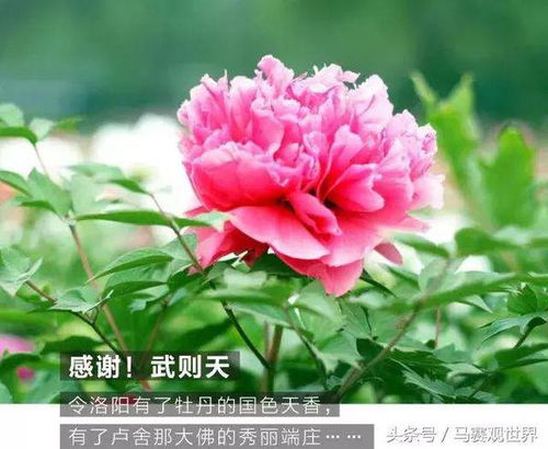 洛阳牡丹花哪家强？带你去看最美的花王