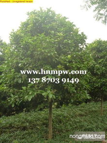 湖南柏加苗木批发市场， 桂花树苗的香飘四溢