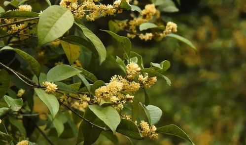 多次开花， 生命力蕞强