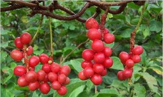 揭秘失败的原因