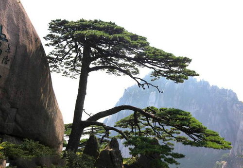 “请问松树在植物世界中象征着什么