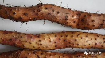 农药的选择与使用