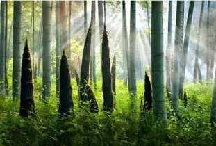 气候条件的大讲究