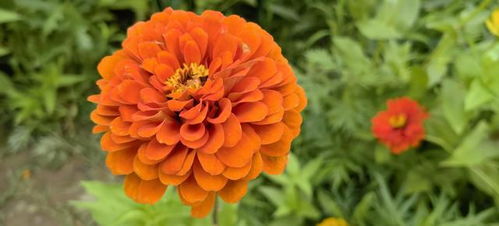 夏日花朵， 百日草的绚烂