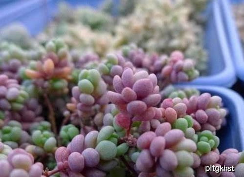 夏天大姬星美人养护全攻略：让你的宝贝保持美丽与健康