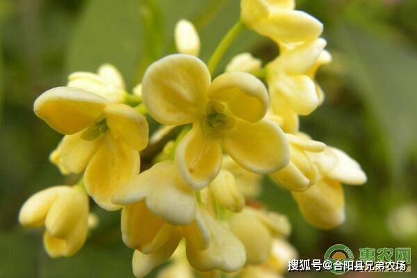 桂花树：香飘万里的“美人香”