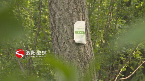 美洲白蛾防治，杀虫剂怎么选？
