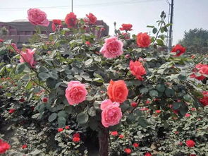 月季树的美丽绽放：一年嫩开几次花呢？