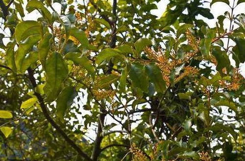 银杏树：古老的珍品