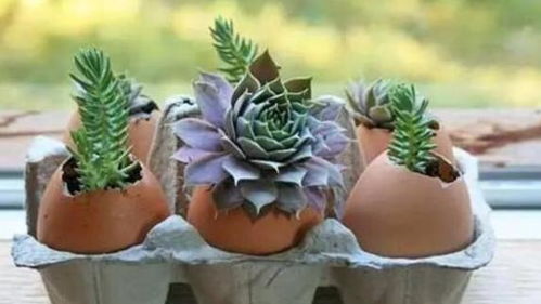 选择种子， 就像选朋友一样