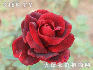 月季花的色彩之谜：斑粝岩月季的独特之处